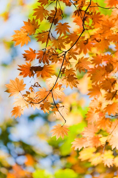 A trace of the beautiful autumn — Stock Photo, Image