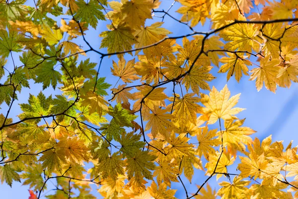 Rastros extraño otoño — Foto de Stock