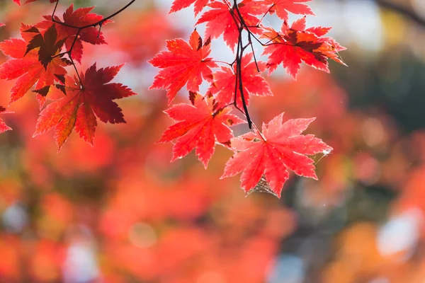 Obrázek krásný podzim — Stock fotografie