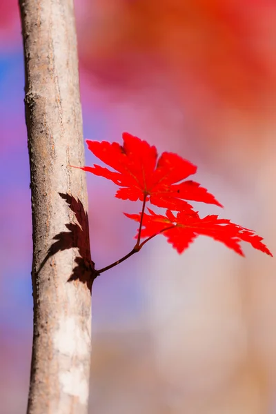 Háttérszín az ősz — Stock Fotó