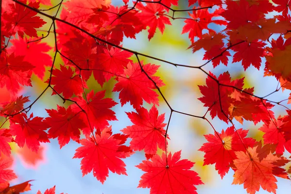 Helle Herbstblätter des Ahorns Stockfoto