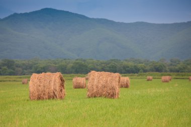 haystacks