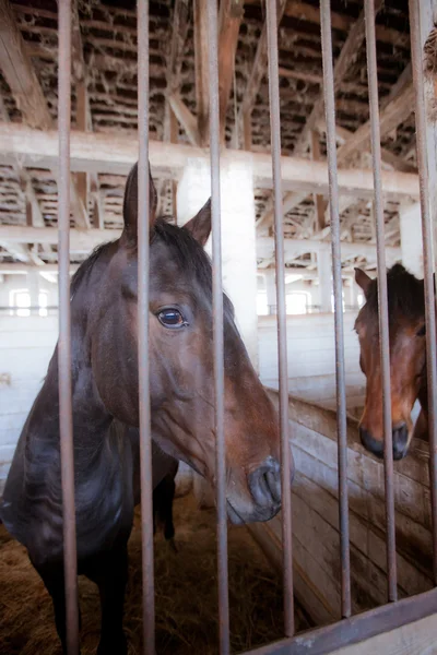 Hästen bakom galler — Stockfoto