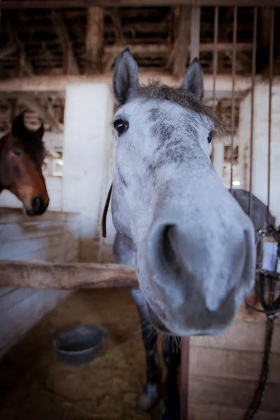 Um cavalo cinzento no estábulo. — Fotografia de Stock