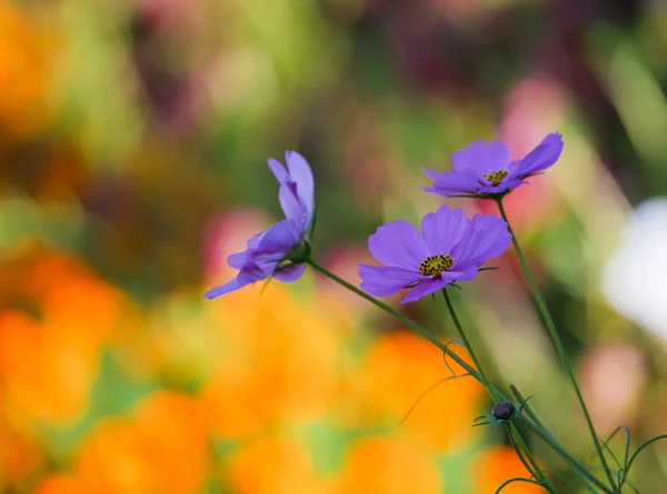 Schöne Blume — Stockfoto