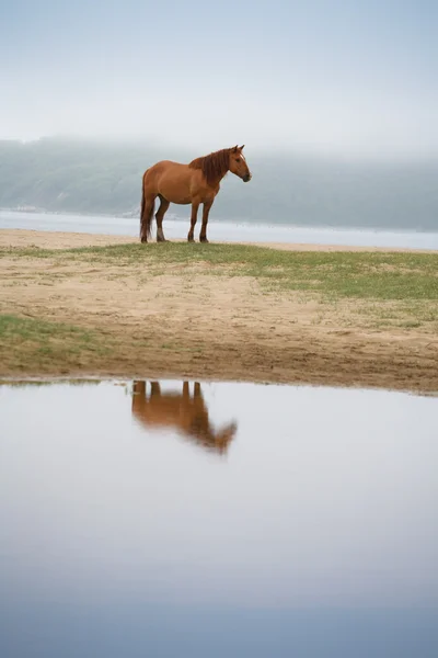 Mystical reflection of horse in the lake — Stock Photo, Image