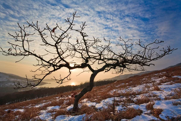 Osamělý strom v zimě. — Stock fotografie