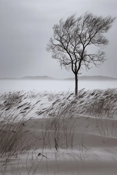 美丽的树，在冬季. — 图库照片