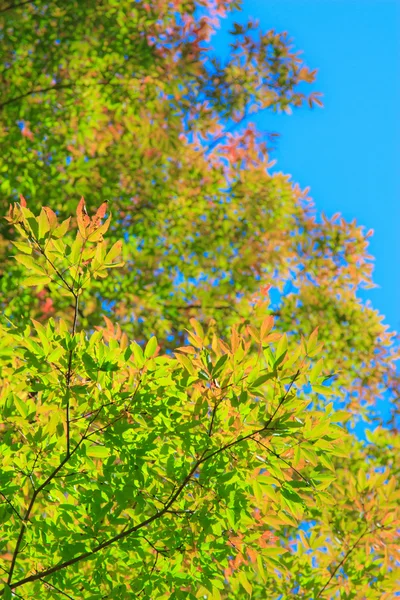 Lindas folhas brilhantes de outono — Fotografia de Stock