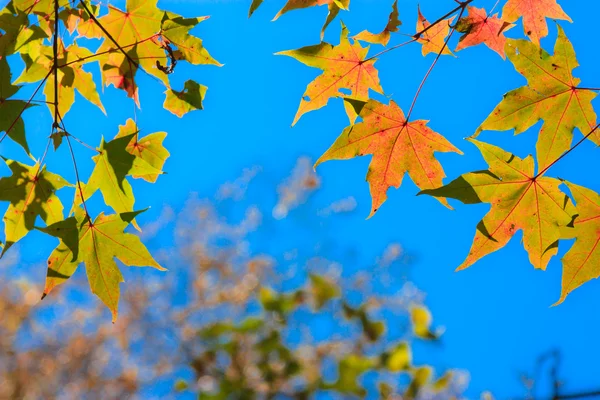 Principios de otoño 2 — Foto de Stock
