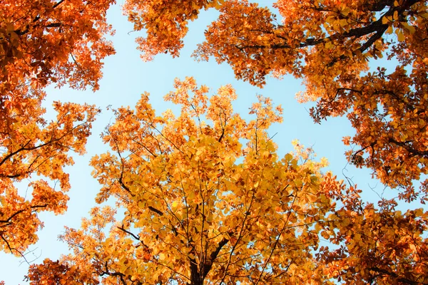 Farbige Eichenblätter auf den Zweigen im herbstlichen Wald. — Stockfoto