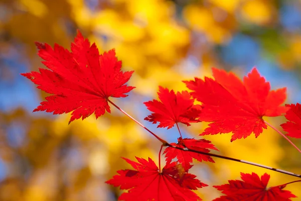 Tono de otoño —  Fotos de Stock