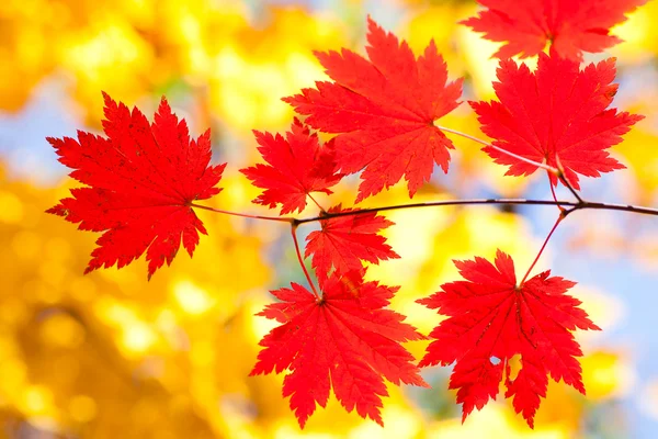 Colori vivaci dell'autunno — Foto Stock