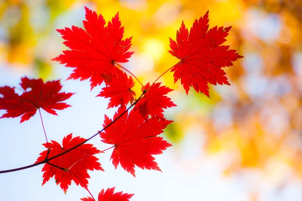 Pohybu na podzim — Stock fotografie