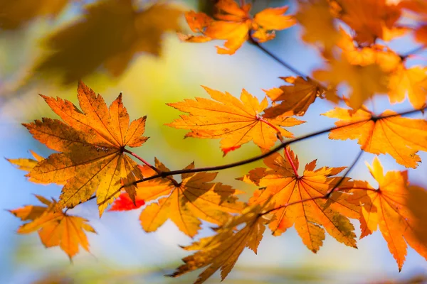 瞬間的な秋 — ストック写真