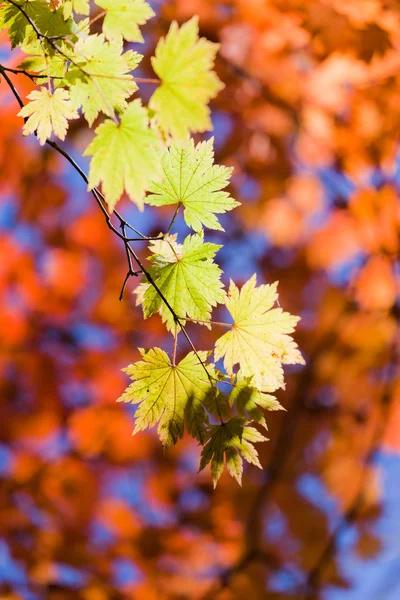 Huella de desvanecimiento otoño — Foto de Stock
