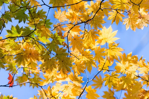 Nyoma az őszi színe — Stock Fotó