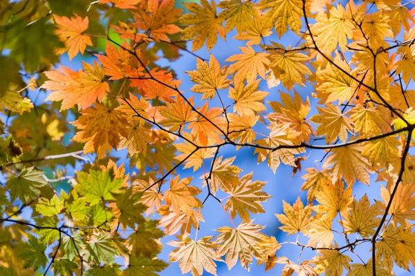 Spuren des schönen Herbstes — Stockfoto