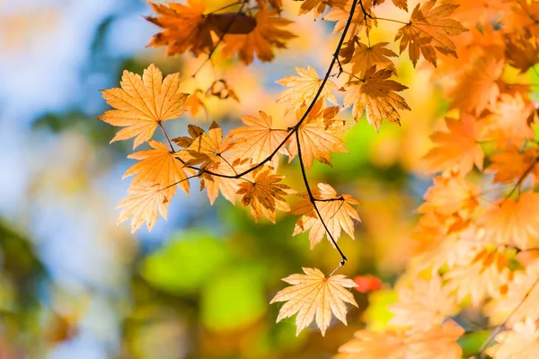Obrázek o podzimu — Stock fotografie