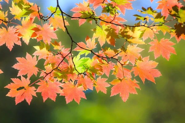 Paesaggio d'autunno. 9 — Foto Stock