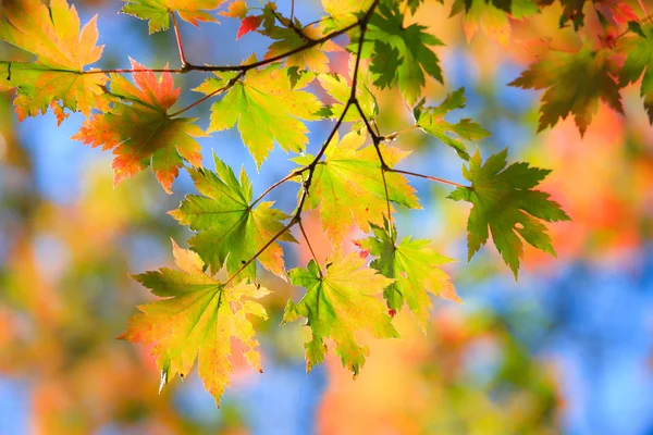 Podzimní landscape.10 — Stock fotografie