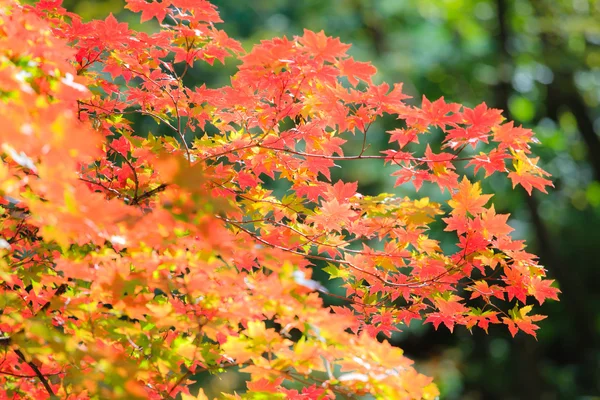 Autumn landscape.12 — Stock Photo, Image