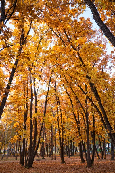 Outono bela moita de carvalho brilhante — Fotografia de Stock