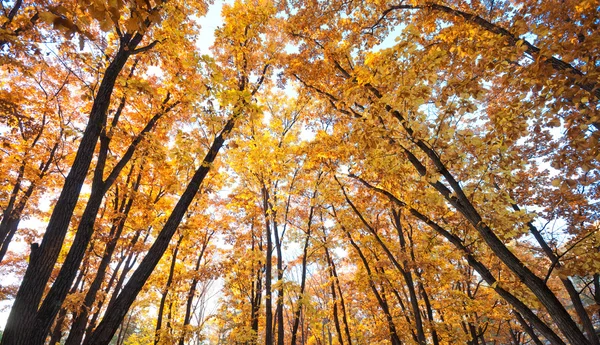 Herbstlichtes Eichendickicht — Stockfoto