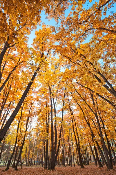 Φθινόπωρο όμορφη δρύινο άλσος — Φωτογραφία Αρχείου