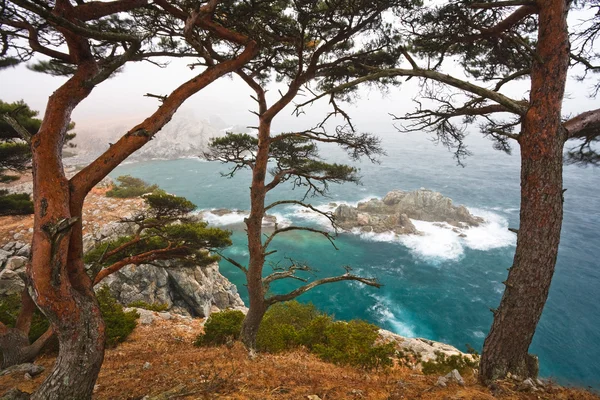 A través de los pinos al mar — Foto de Stock