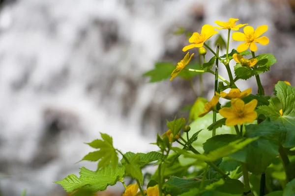 Flor amarela na água — Fotografia de Stock