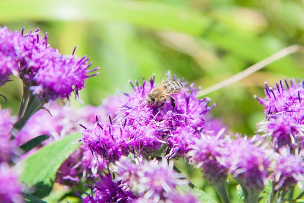 Albine pe o floare — Fotografie, imagine de stoc