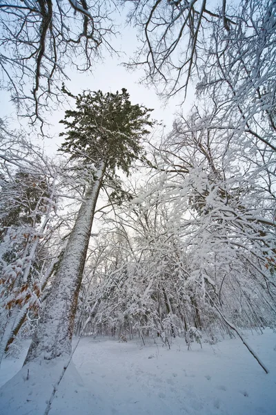 Дерево в зимовий період . — стокове фото