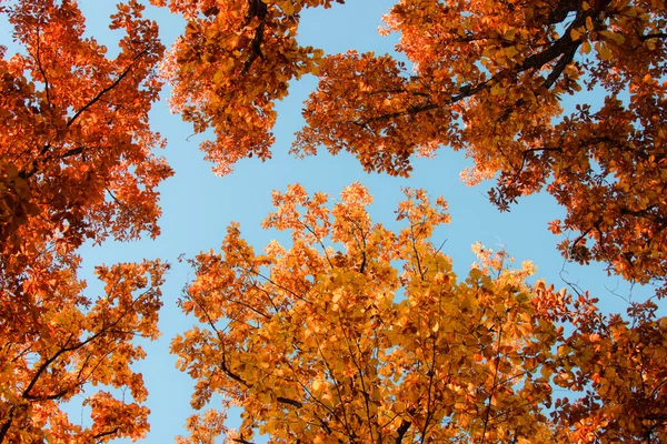 Helder Eikenloof gekleurde op de takken in de herfst bos. — Stockfoto