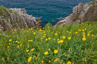 Dandelions deniz kıyısında