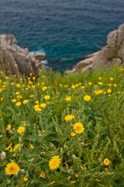 Dandelions deniz shore1 üzerinde