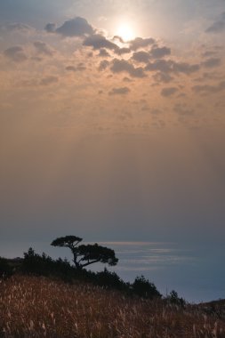 Cedar sea3 tarafından