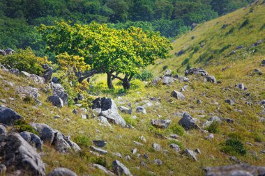 Lovely rocky year beautiful green landscape clipart