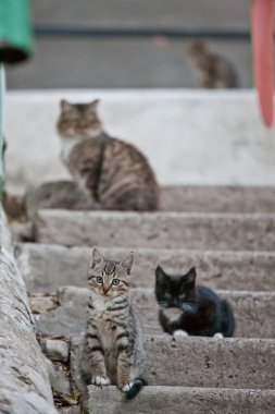 Gıda beklentisiyle beton merdivenlerde oturan kedi