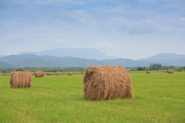 düzgün haystacks