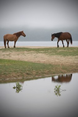 Mystical reflection of two horses in the lake clipart