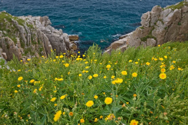 stock image Dandelions on the sea shore