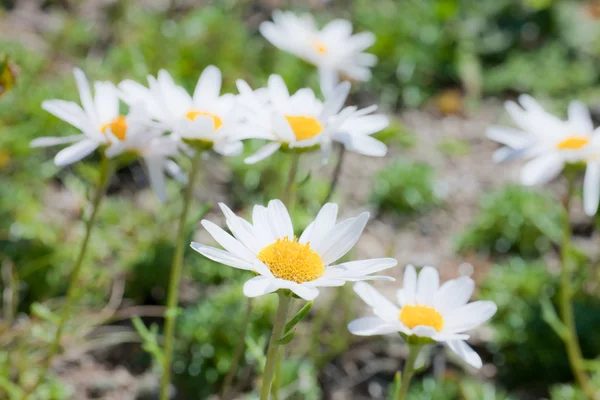 Schöne weiße Gänseblümchen — Stockfoto