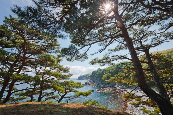 雪松在海海の杉 — 图库照片