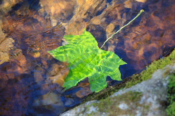 Zelený list ve vodě — Stock fotografie