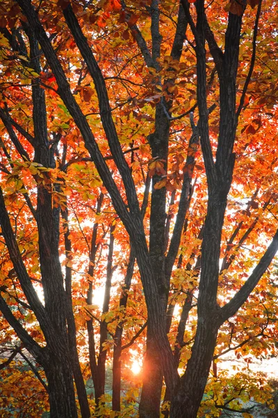 Dubové listí v lese. — Stock fotografie
