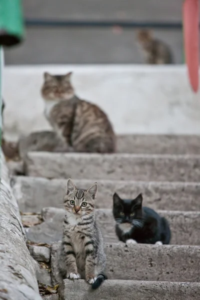 stock image Cat sitting on the concrete stairs in anticipation of food