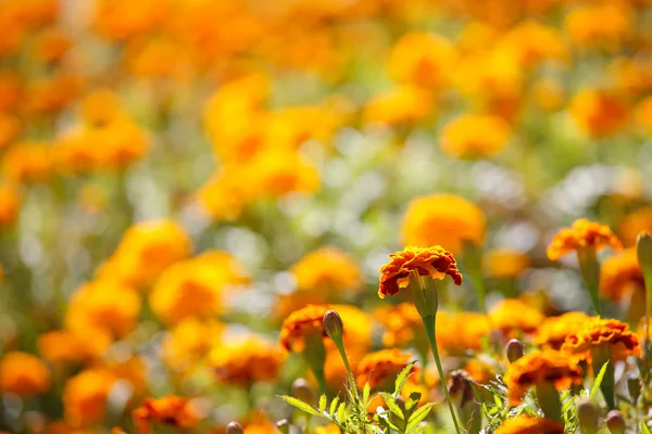Belo canteiro de flores 1 — Fotografia de Stock