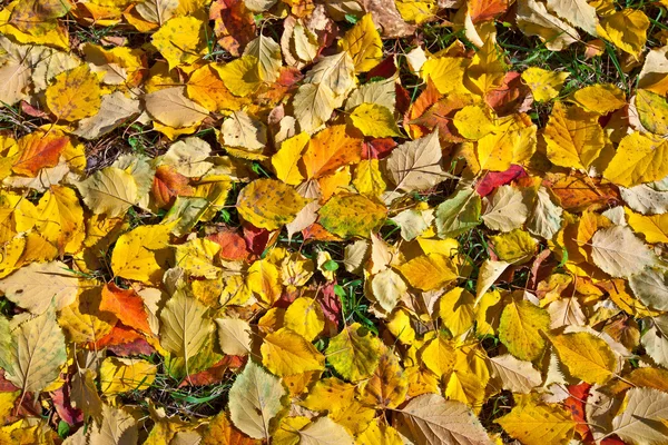 Grama coberta com folhas de outono . — Fotografia de Stock