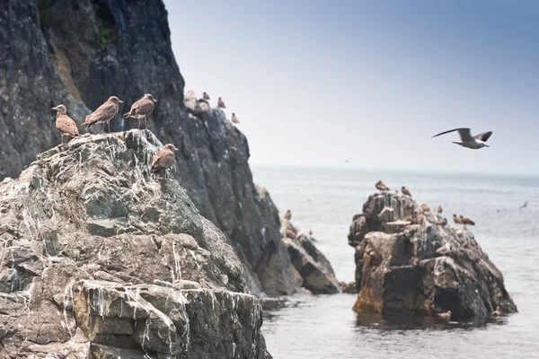 Deniz kıyısında ve seagulls2 — Stok fotoğraf